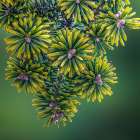 USA, Washington State, Seabeck. Close-up of Korean firs with pollen cones. Art Print